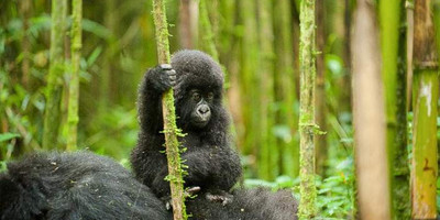 3 days gorilla trekking in bwindi national park - Photo 10