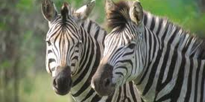 Tanzania budget mobile camping safari - Photo 5