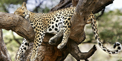 8 days kenya highlight safari - Photo 10