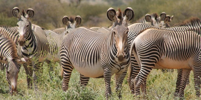 8 days 7 nights kenya safaris - Photo 5