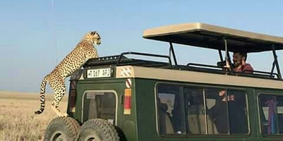 One day tanzania safari to tarangire national park - Photo 1