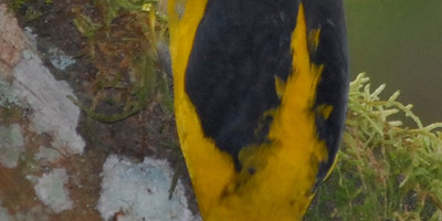 8 days birding safari to uganda - Photo 3