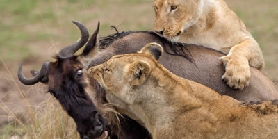 6 days amboseli, lake nakuru, masai mara wildlife safaris all inclusive - Photo 1