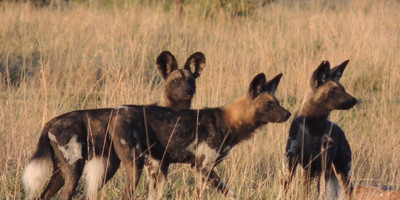 3 Day Safari to Mikumi National Park - Photo 2