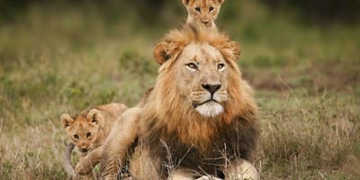 2 days adventure safari to queen elizabeth national park uganda - Photo 5