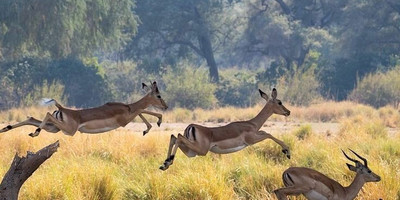 3 days affordable shared safari from zanzibar - Photo 7