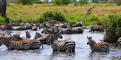 Camping safari to manyara, serengeti and ngorongoro. - Photo 4