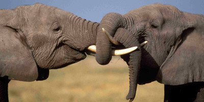 3 day mikumi luxury tented camps safari - Photo 3