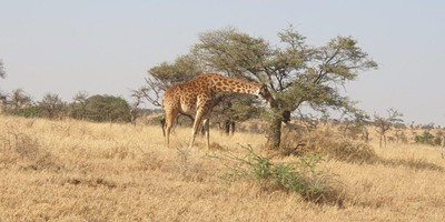  days tanzania camping (budget)safari tarangire ngorongoro - Photo 5