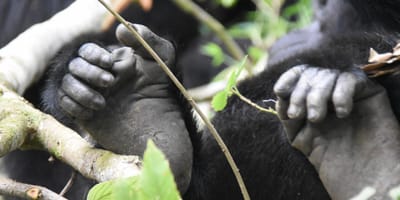 Gorillas in the Mist - Photo 1