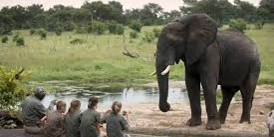 10 days guided wildebeest great migration safari holiday - Photo 3