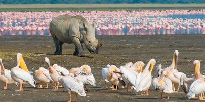 4 days kenya family holiday safari package - Photo 5