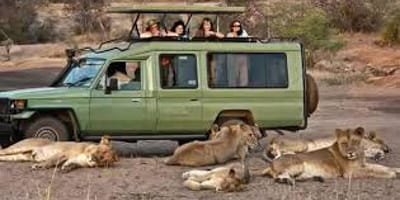 A 24 days birding and wildlife safari to uganda - Photo 2
