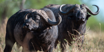 7 days luxury safari - Photo 6