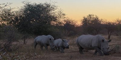Luxury tanzania safari - Photo 2