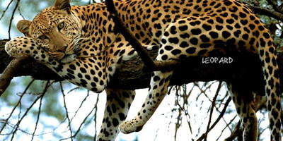Tanzania classic bush safari adventure - Photo 8
