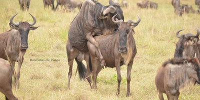 Tarangire ,ngorongoro ,manyara - Photo 4