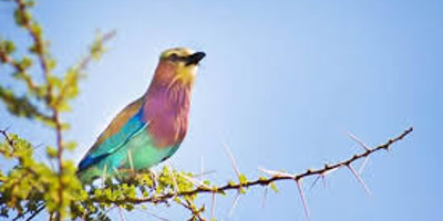 17 days kenya bird watching safari - Photo 4