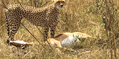 3 days amboseli, land of kilimanjaro classic safari - Photo 6