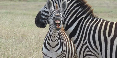 Tarangire ,ngorongoro ,manyara - Photo 1