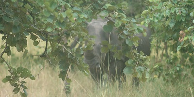 3 days breathtaking safari to murchison falls national park - Photo 3