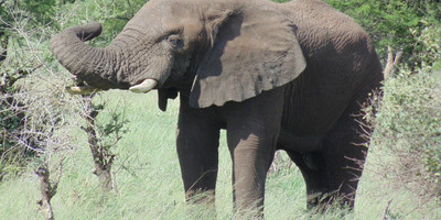 3 Days - Tsavo West and Tsavo East - Photo 6