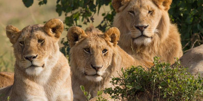 2 days akagera national park wildlife safari - Photo 4