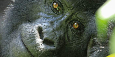 9-day rwanda gorilla, chimpanzee and wildlife safari - Photo 8