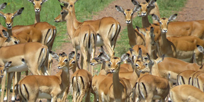 Migration safaris - Photo 1