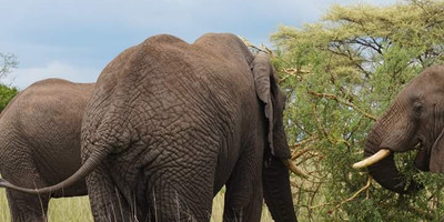 5 days tanzania sharing luxury safari - Photo 3