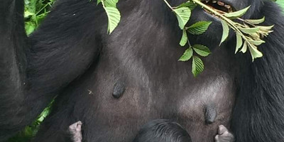 Three days gorilla trekking in uganda - Photo 3