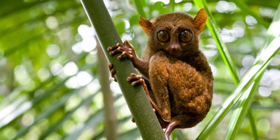 Andasibe national park - Photo 4