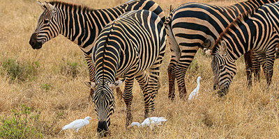 3 days maasai mara game reserve - Photo 6