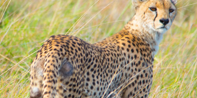 5 days tanzania safari - Photo 2