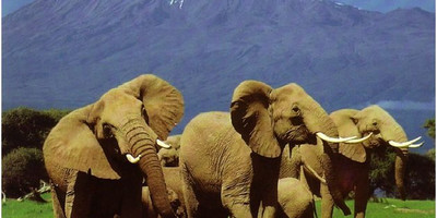 3 days mystical kenya amboseli national park safari - Photo 1