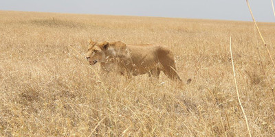  days tanzania camping (budget)safari tarangire ngorongoro - Photo 18