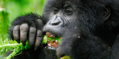 3 days uganda gorilla safari - Photo 2
