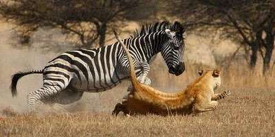 3 Days Etosha National Park Tour - Photo 1