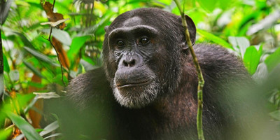 Wildlife and primates safari in uganda – 9 days. - Photo 5