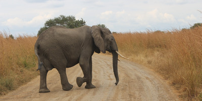 2day mikumi safari offer - Photo 5