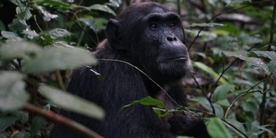 14-day uganda & rwanda primate tour (midrange tour) - Photo 1