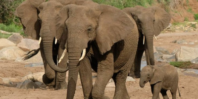 3 day last-minute wildlife safari from zanzibar - Photo 6
