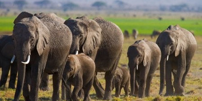 2 days tanzania budget group joining/sharing safari burigi chato safaris co ltd - Photo 2