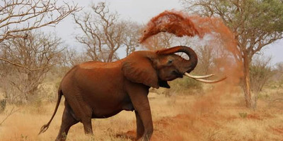 5-day safari in kenya: amboseli, lake nakuru & masai mara experience - Photo 4
