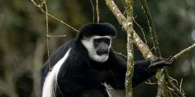 Sere adventure safaris - Photo 4