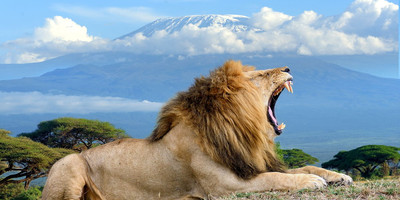 3 DAYS AMBOSELI DAILY DEPARTURES - Photo 3