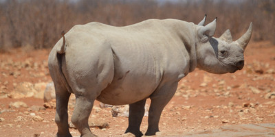 3 Days Etosha National Park Tour - Photo 10