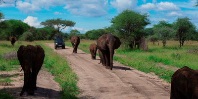 5 days tanzania safari booking last minute manyara ,serengeti & ngorongoro crater - Photo 5