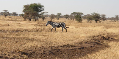 6 days tanzania private safari - Photo 2