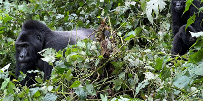 Luxury gorilla tracking safari in uganda (fly in) - 4 days - Photo 6